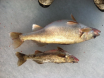 ohios lk.erie walleye